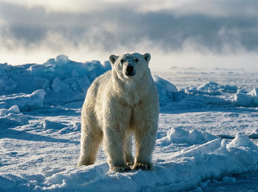 海角网北极熊视频演示 北极熊冰原生存挑战